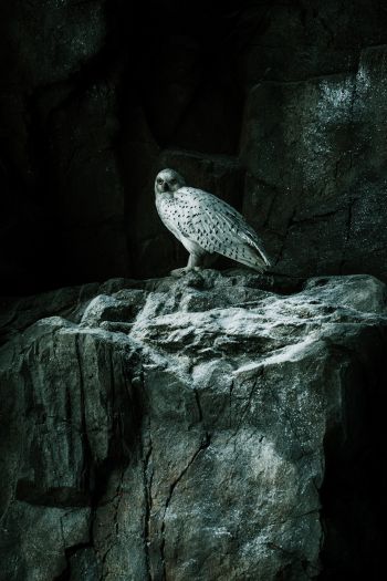 falcon, hawk, bird, rocks Wallpaper 640x960