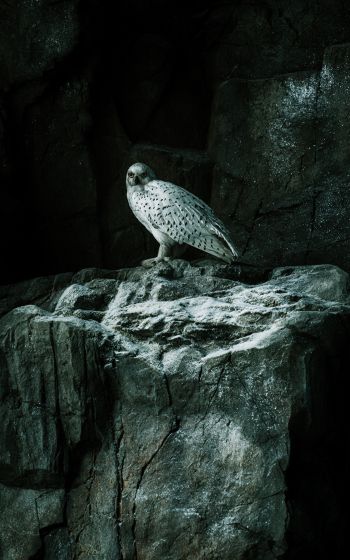 falcon, hawk, bird, rocks Wallpaper 1200x1920