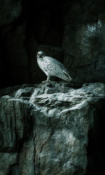 falcon, hawk, bird, rocks Wallpaper 1200x2000