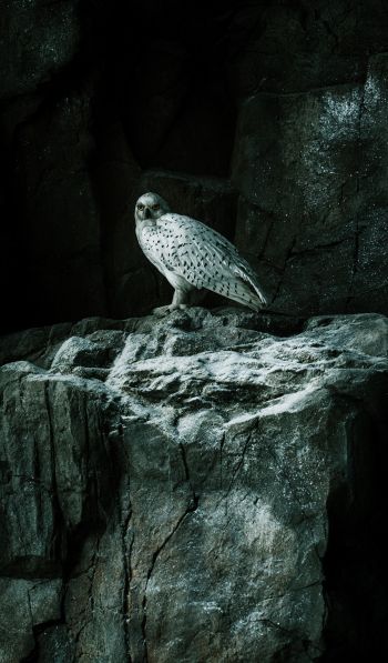 falcon, hawk, bird, rocks Wallpaper 600x1024