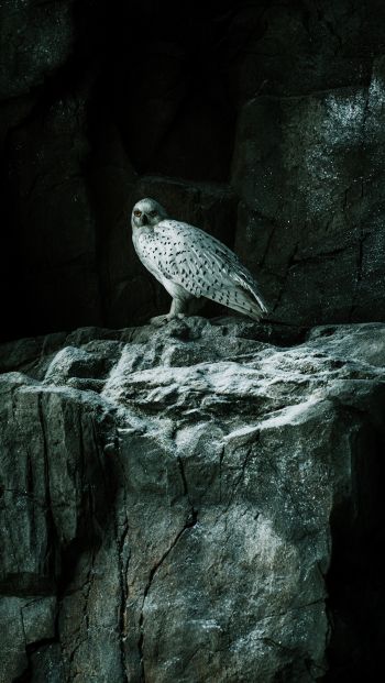falcon, hawk, bird, rocks Wallpaper 640x1136