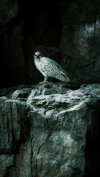 falcon, hawk, bird, rocks Wallpaper 1440x2560