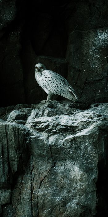 falcon, hawk, bird, rocks Wallpaper 720x1440