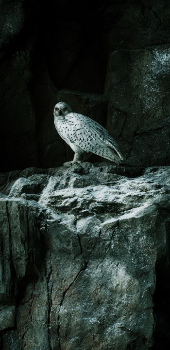 falcon, hawk, bird, rocks Wallpaper 1080x2220