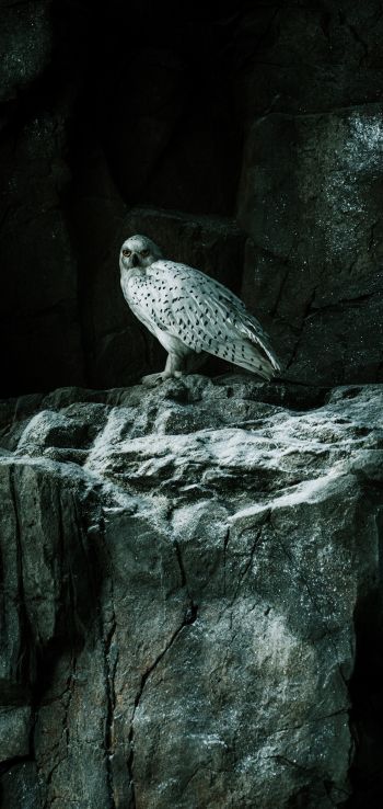 falcon, hawk, bird, rocks Wallpaper 1440x3040