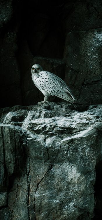 falcon, hawk, bird, rocks Wallpaper 1170x2532