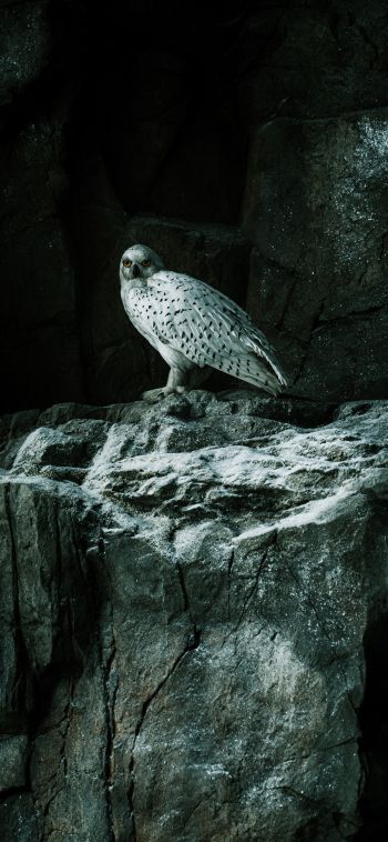 falcon, hawk, bird, rocks Wallpaper 1080x2340