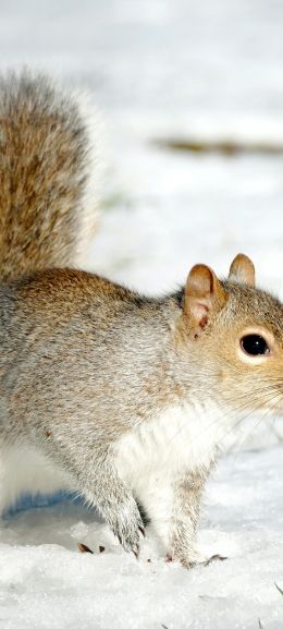 central park, New York, USA, squirrel Wallpaper 1080x2400