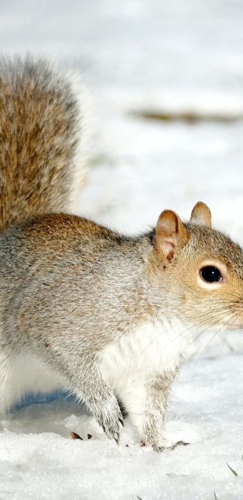 central park, New York, USA, squirrel Wallpaper 1080x2220