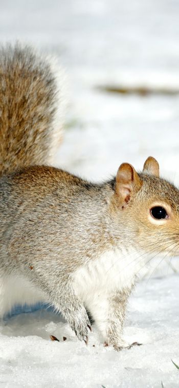 central park, New York, USA, squirrel Wallpaper 1080x2340