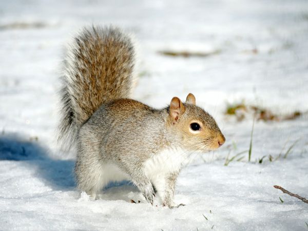 central park, New York, USA, squirrel Wallpaper 800x600