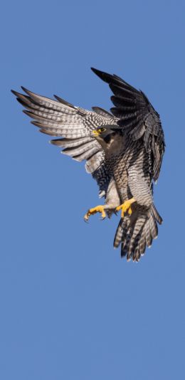 hawk, flight, wings Wallpaper 1440x2960