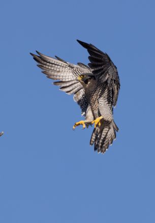 hawk, flight, wings Wallpaper 1640x2360