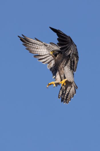 hawk, flight, wings Wallpaper 640x960