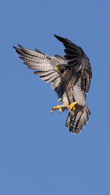 hawk, flight, wings Wallpaper 640x1136