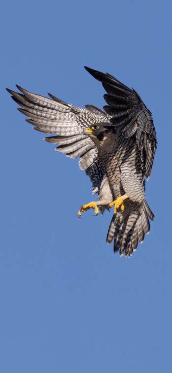hawk, flight, wings Wallpaper 828x1792
