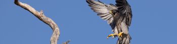 hawk, flight, wings Wallpaper 1590x400