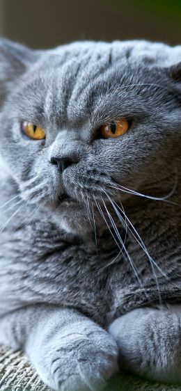 Обои 828x1792 британский кот, серый, домашний питомец