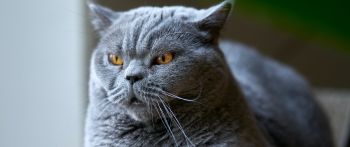 british cat, gray, pet Wallpaper 2560x1080