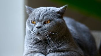 Обои 3840x2160 британский кот, серый, домашний питомец