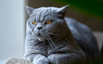 british cat, gray, pet Wallpaper 2560x1600