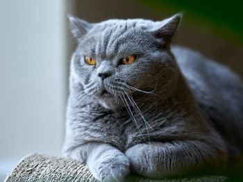 Обои 800x600 британский кот, серый, домашний питомец