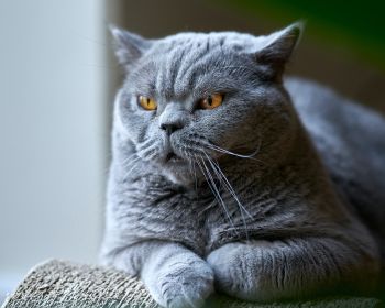 Обои 1280x1024 британский кот, серый, домашний питомец