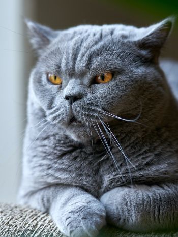 Обои 2048x2732 британский кот, серый, домашний питомец