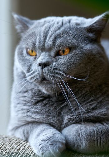 Обои 1640x2360 британский кот, серый, домашний питомец