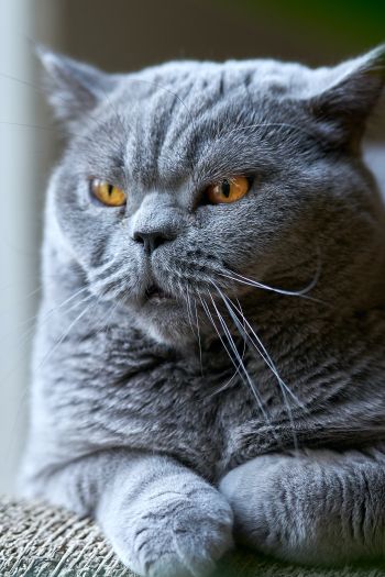 Обои 640x960 британский кот, серый, домашний питомец