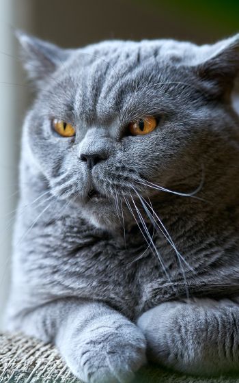 Обои 1600x2560 британский кот, серый, домашний питомец