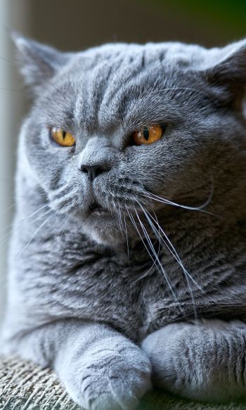 british cat, gray, pet Wallpaper 1200x2000