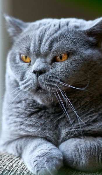 Обои 600x1024 британский кот, серый, домашний питомец