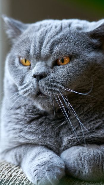 Обои 640x1136 британский кот, серый, домашний питомец