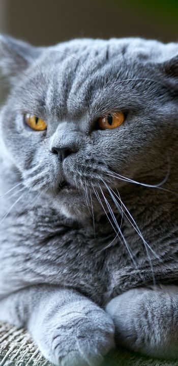 Обои 1440x2960 британский кот, серый, домашний питомец