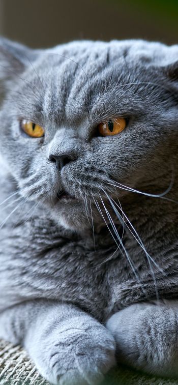 Обои 1125x2436 британский кот, серый, домашний питомец