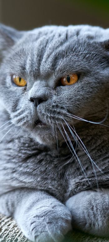 british cat, gray, pet Wallpaper 720x1600