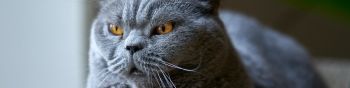 british cat, gray, pet Wallpaper 1590x400