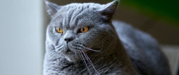 Обои 3440x1440 британский кот, серый, домашний питомец
