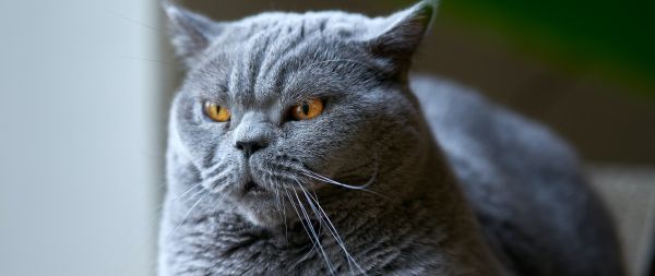 Обои 2560x1080 британский кот, серый, домашний питомец
