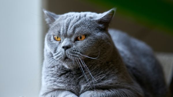 Обои 1600x900 британский кот, серый, домашний питомец
