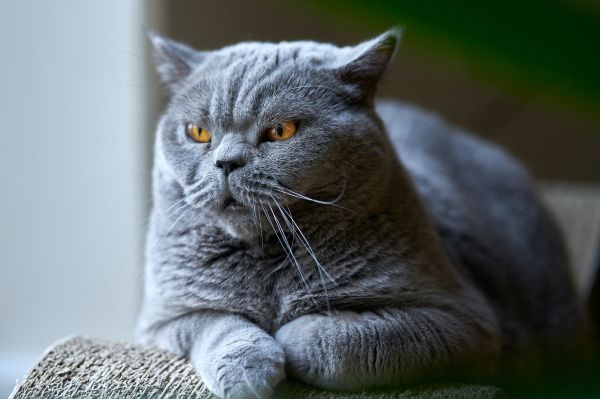 british cat, gray, pet Wallpaper 4613x3075