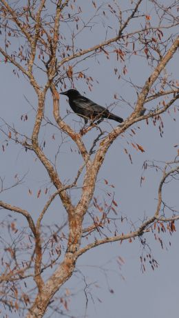 Annapolis Valley, Nova Scotia, Canada, raven Wallpaper 640x1136