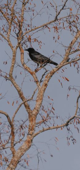 Annapolis Valley, Nova Scotia, Canada, raven Wallpaper 1080x2280