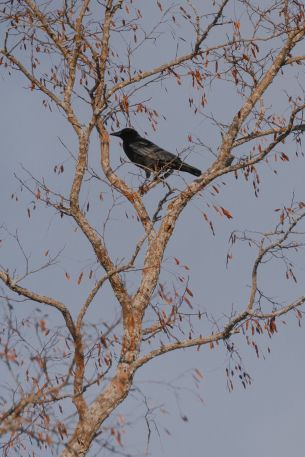 Annapolis Valley, Nova Scotia, Canada, raven Wallpaper 640x960