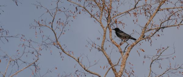 Annapolis Valley, Nova Scotia, Canada, raven Wallpaper 2560x1080