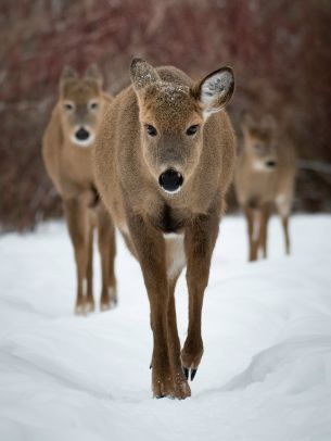 deer, forest, winter Wallpaper 1668x2224