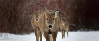 deer, forest, winter Wallpaper 2560x1080