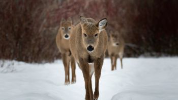 deer, forest, winter Wallpaper 1600x900