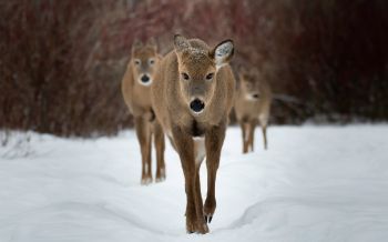 deer, forest, winter Wallpaper 2560x1600